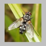 Thelaira nigrina - Raupenfliege 05.jpg